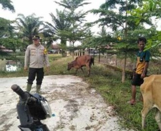 Situasi Luapan Air Lematang, Ini Dilakukan Kapolsek Tanah Abang Terhadap Perternak Sapi