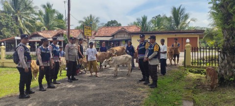Sungai Lematang Meluap, Polsek Tanah Abang Evakuasi Hewan Ternak