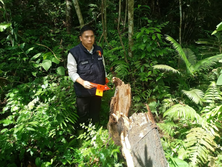 Warga Tewas Tertimpa Pohon Karet, Ini Dilakukan Polres Musi Rawas