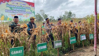 Panen Raya Jagung Serentak Kuartal I 2026 di Musi Rawas Utara Dukung Swasembada Pangan Nasional